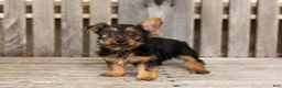 Yorkshire Terrier dogs for sale: Morris - Ad 1
