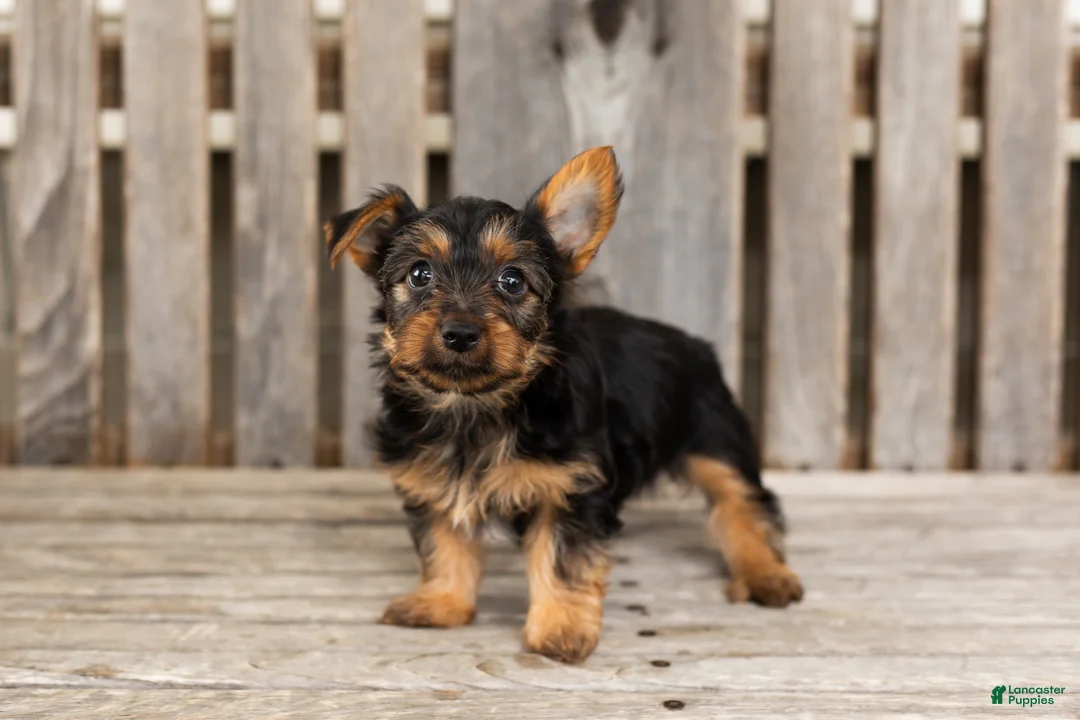 Yorkshire Terrier dogs for sale: Morris - Ad 1