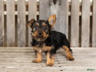 Yorkshire Terrier dogs Morris - Ad 39