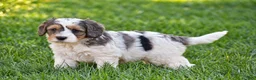 Mixed Breed dogs for sale: Sterling - Mini Bernedoodle - Ad 8