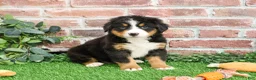 Bernese Mountain Dog dogs for sale: Snowflake  - Ad 14