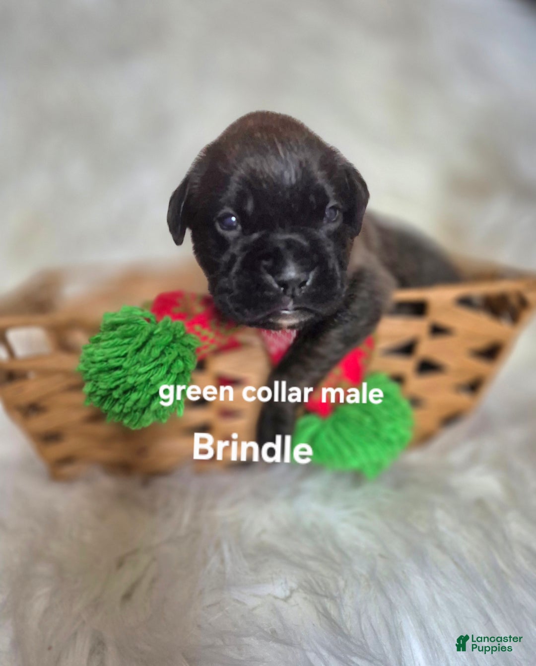 Boxer dogs for sale: Boris - Ad 1