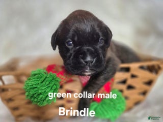 Boxer dogs for sale: Boris - Ad 3