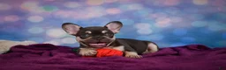 French Bulldog dogs for sale: Debbie - Ad 6