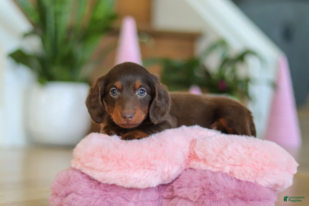 Miniature Dachshund dogs for sale: Skye - Ad 10