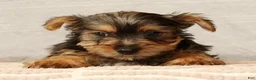 Yorkshire Terrier dogs for sale: Hunter - Ad 9