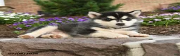 Pomsky dogs for sale: Ace - Ad 5