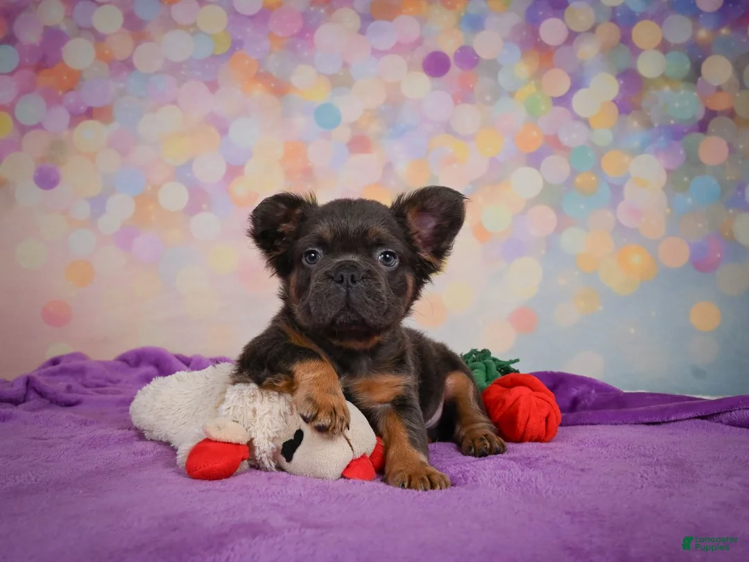 French Bulldog dogs for sale: Buddy - Ad 2