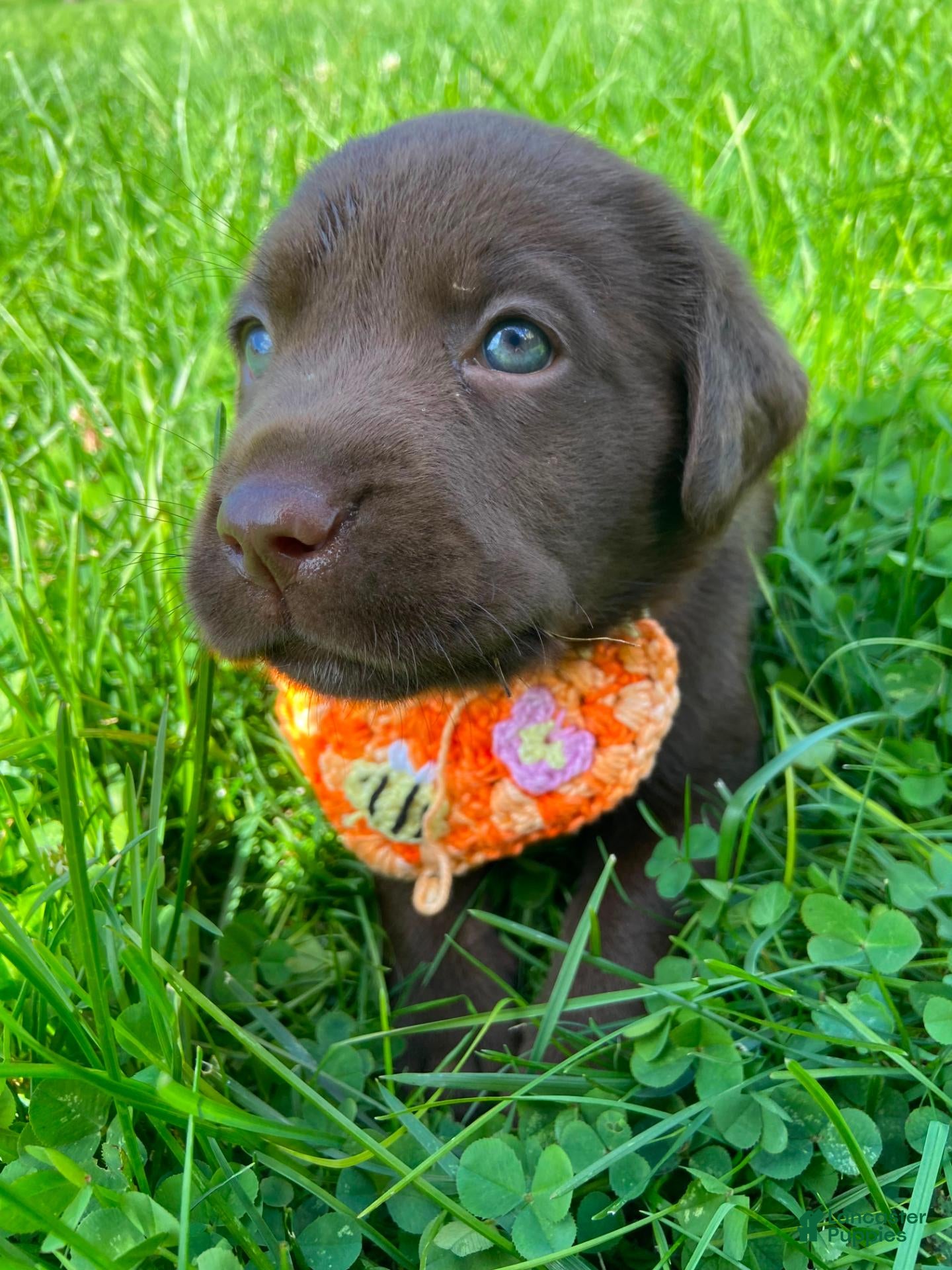 Labrador Retriever dogs Pumpkin - Ad 1