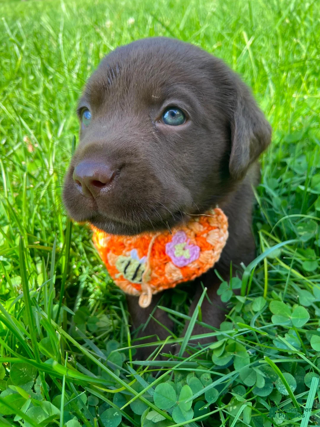Labrador Retriever dogs for sale: Pumpkin - Ad 1
