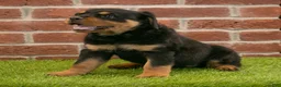 Rottweiler dogs for sale: Heidi - Ad 5