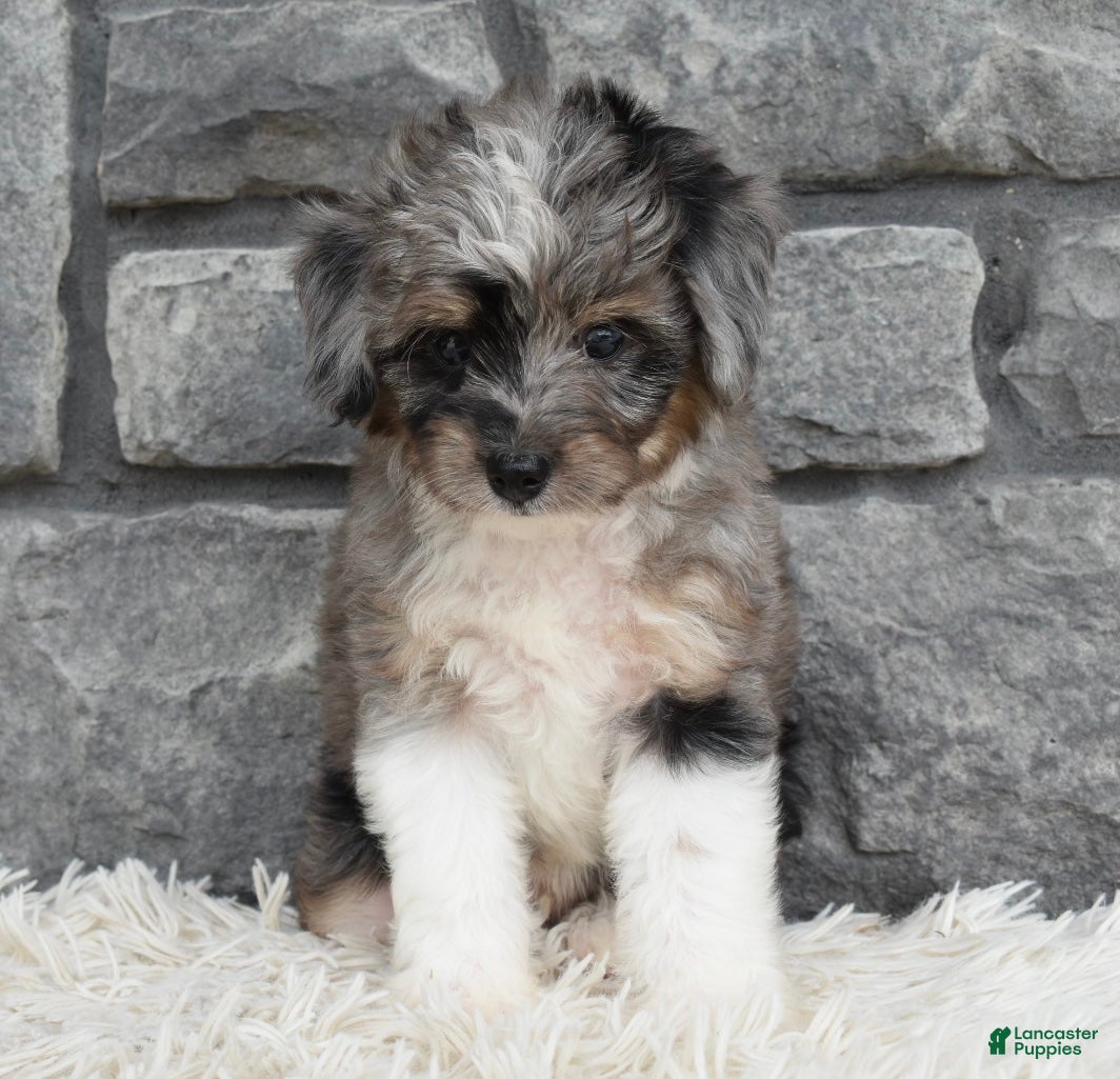 Mini Aussiedoodle dogs Chief  - Ad 2