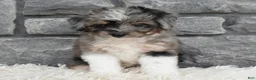 Mini Aussiedoodle dogs for sale: Chief  - Ad 2