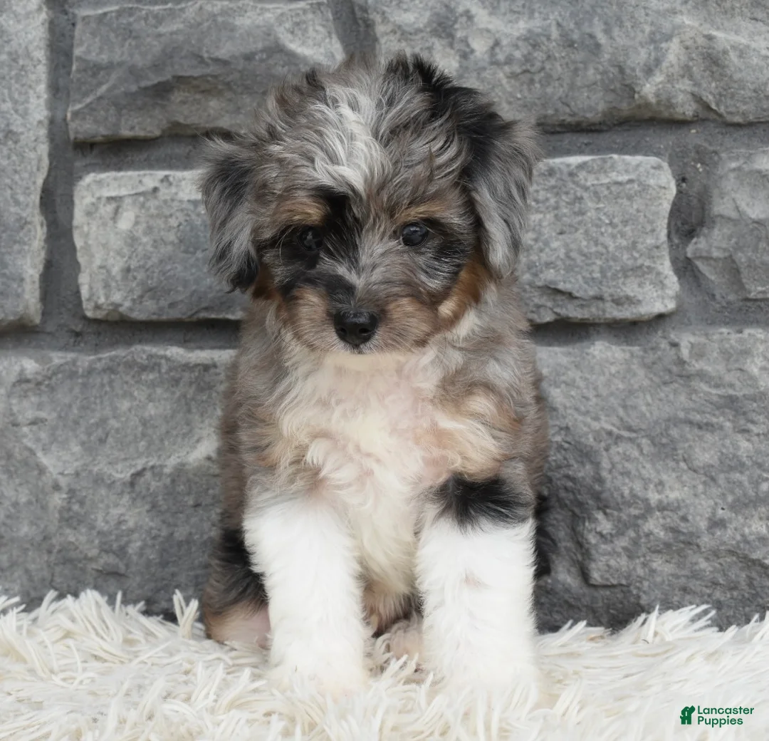 Mini Aussiedoodle dogs for sale: Chief  - Ad 2