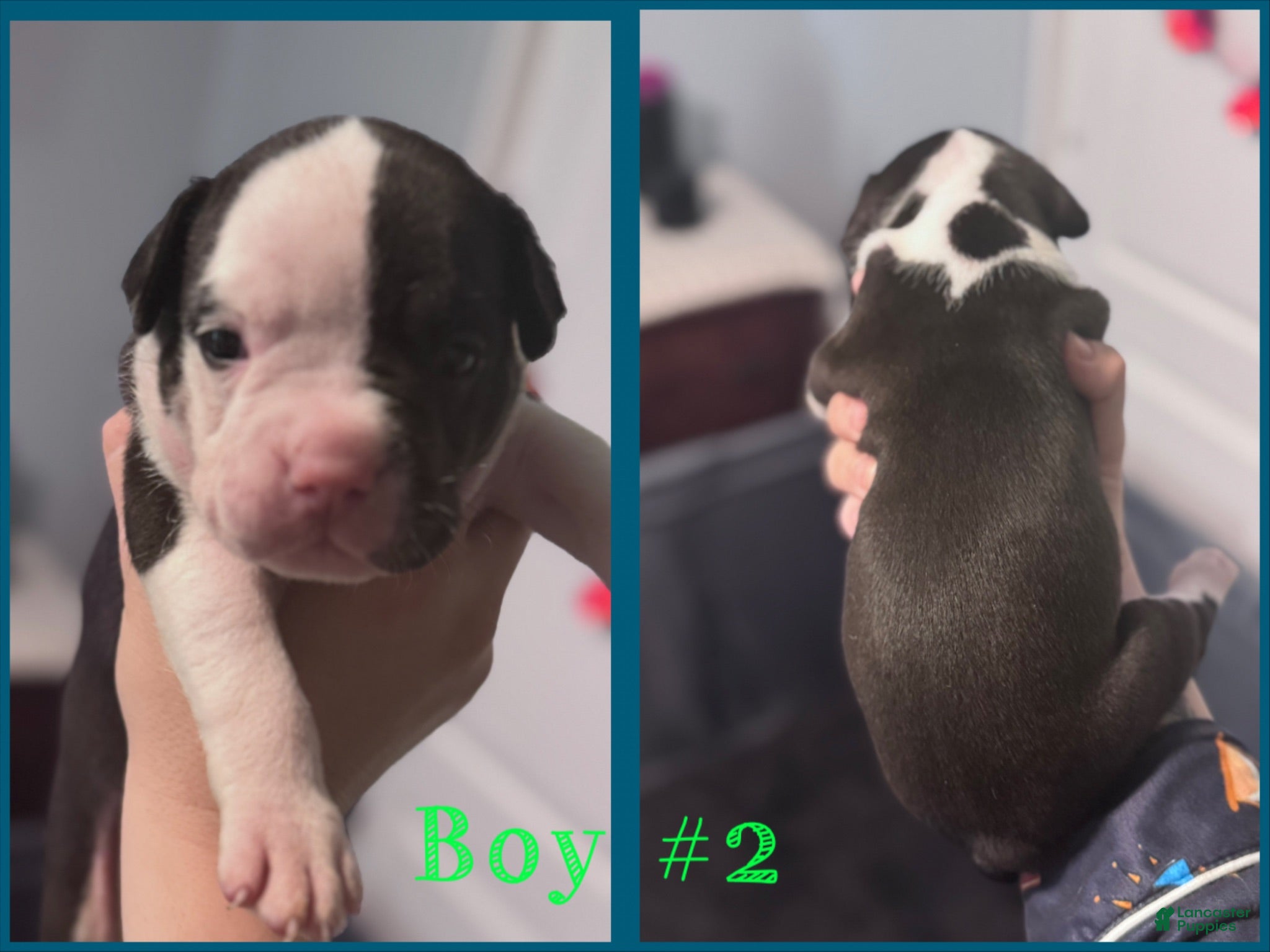 Mixed Breed dogs Mixed Breed 5 - Ad 1