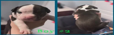 Mixed Breed 5