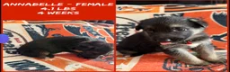 German Shepherd dogs for sale: German Shepherd 10 - Ad 2