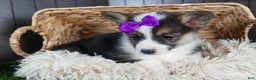 Welsh Corgi Pembroke dogs for sale: Ramona - Ad 4