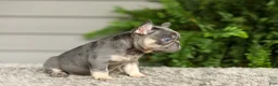 French Bulldog dogs for sale: Abby - Lilac & Tan - Ad 4