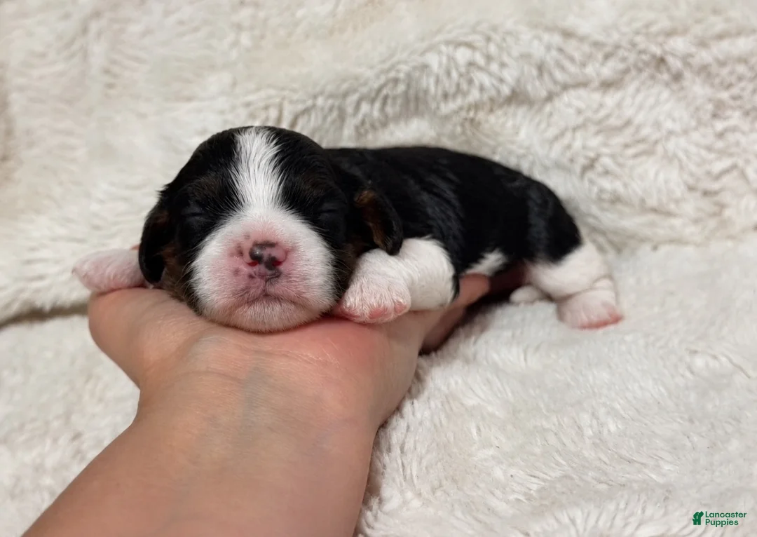 Cavapoo dogs for sale: Cubbie - Ad 1