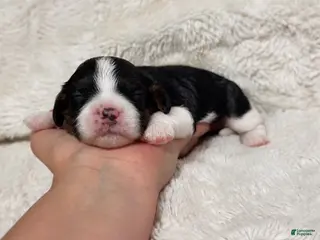 Cavapoo dogs Cubbie - Ad 18
