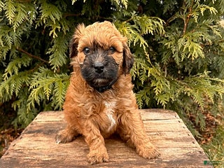 Whoodle dogs Eden - Ad 1