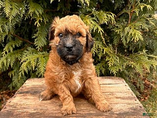 Whoodle dogs Eden - Ad 4