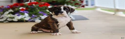 Boxer dogs for sale: Bentley - Ad 1