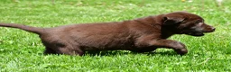 Labrador Retriever dogs for sale: Travis - Ad 4