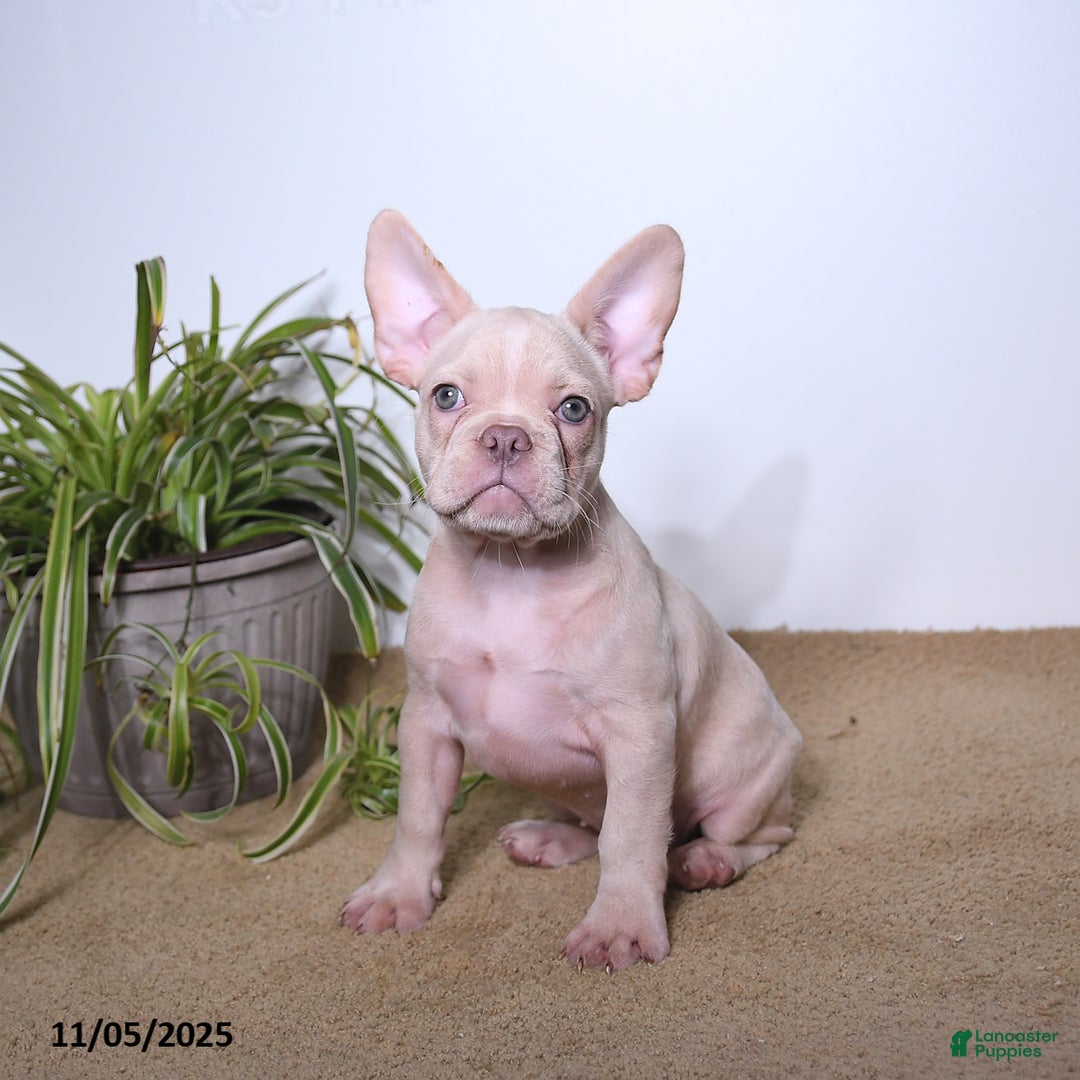 French Bulldog dogs for sale: Peaches - Ad 1