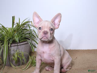 French Bulldog dogs Peaches - Ad 40