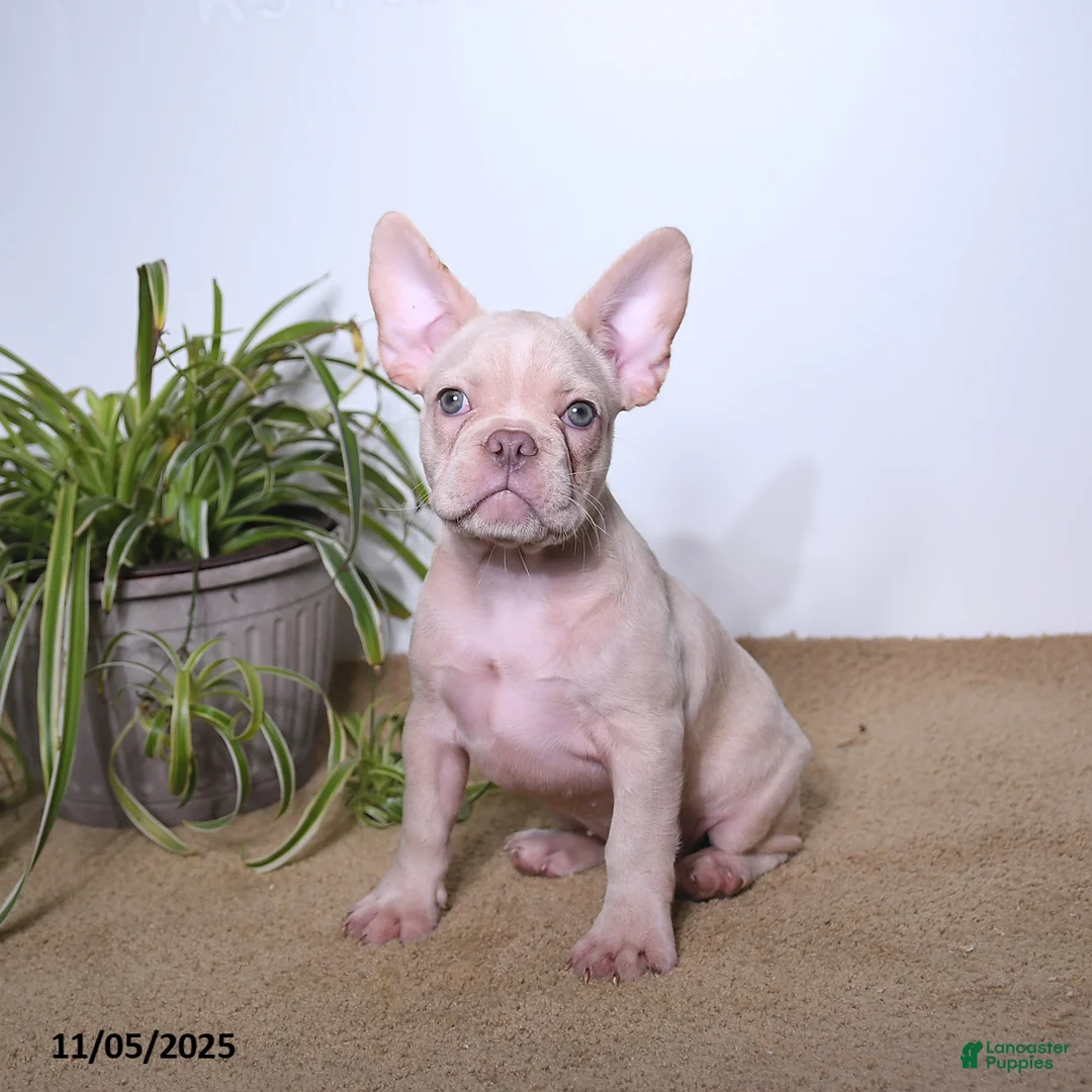 French Bulldog dogs for sale: Peaches - Ad 1