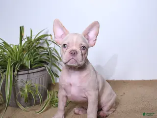 French Bulldog dogs Peaches - Ad 27