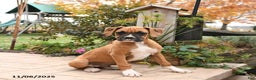Boxer dogs for sale: Brenda - Ad 3