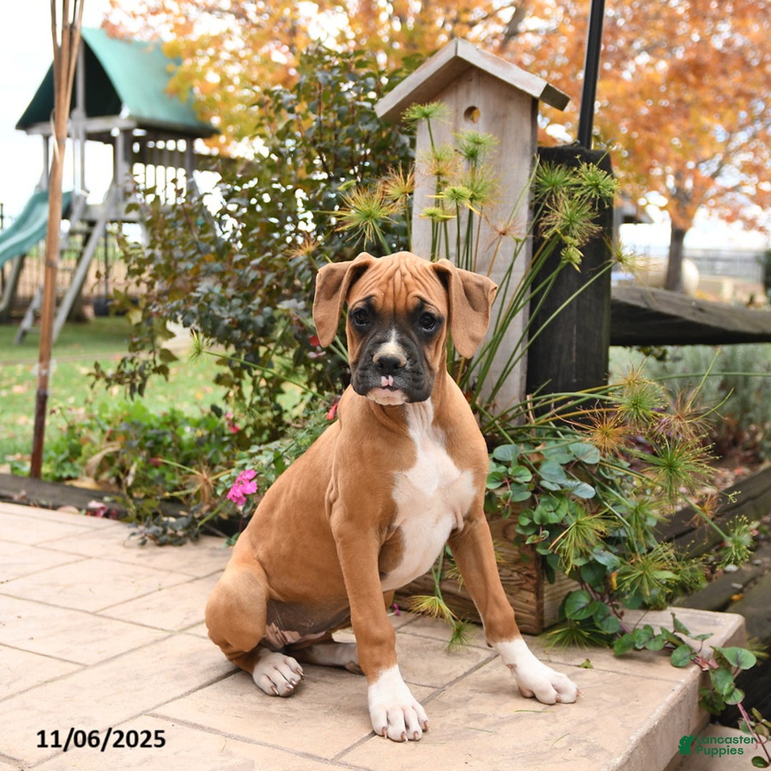 Boxer dogs for sale: Brenda - Ad 3