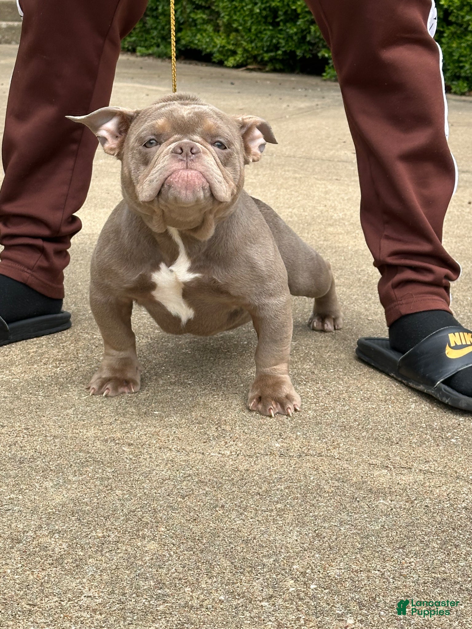 American Bully dogs Princess Cherry - Ad 2