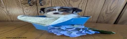 Cavalier King Charles Spaniel dogs for sale: Mason - Ad 3