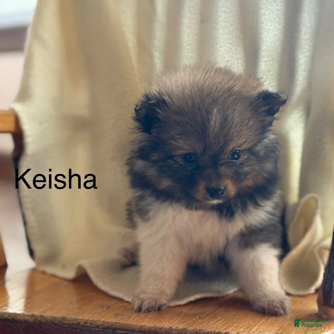 Pomeranian dogs for sale: Keisha - Ad 1