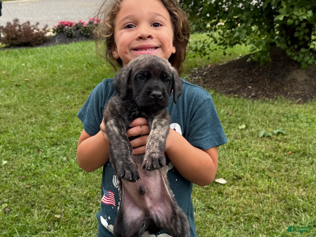 English Mastiff dogs for sale: speckle - Ad 2