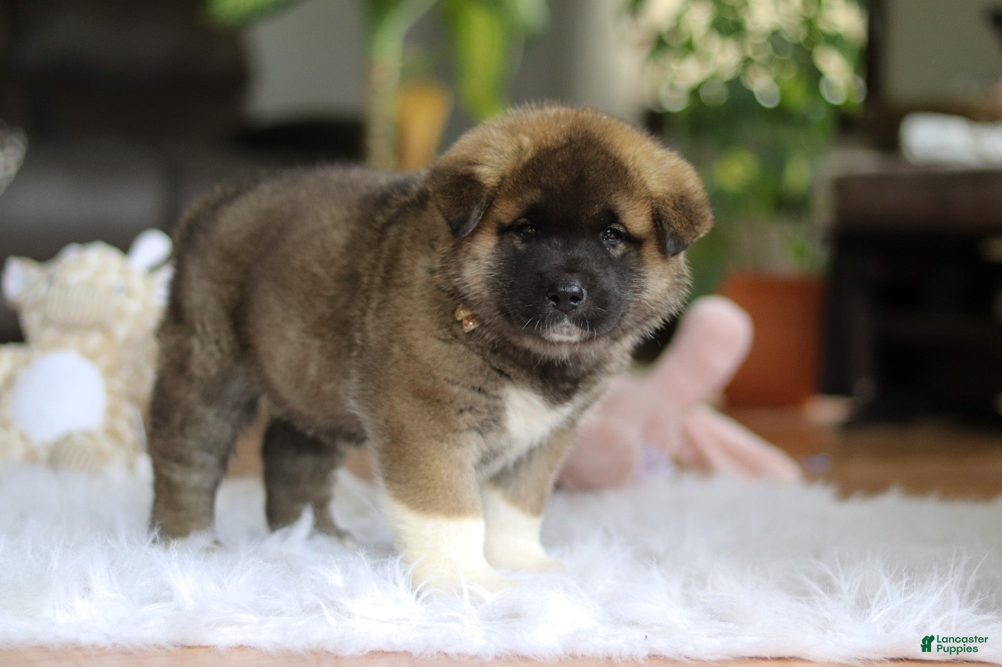 Akita dogs for sale: Omen  - Ad 5