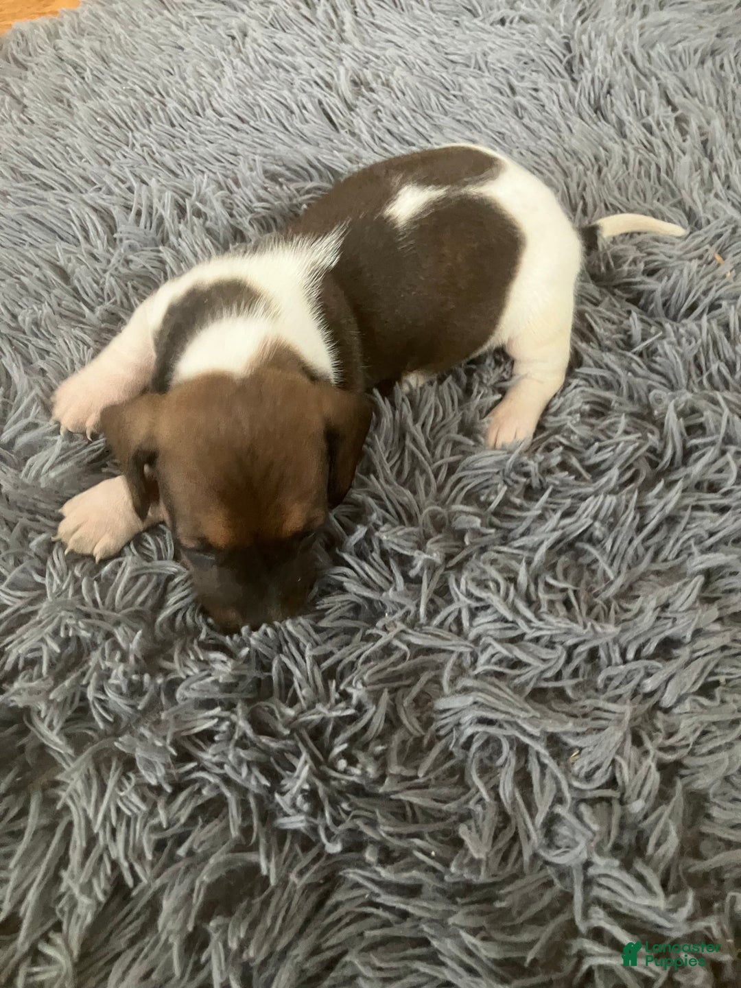 Miniature Dachshund dogs for sale: Akc katura - Ad 4