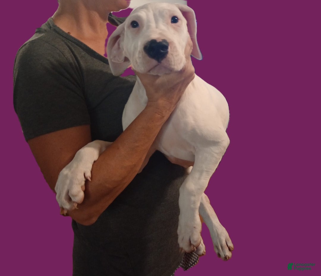 Dogo Argentino dogs for sale: Venum - Ad 3