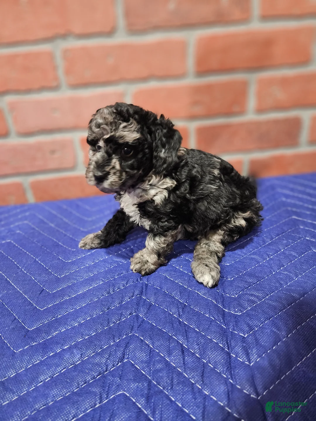 Toy Poodle dogs for sale: Toy Poodle Puppy 2 - Ad 2