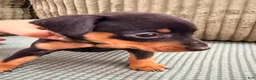 Miniature Pinscher dogs for sale: Loki - Ad 4