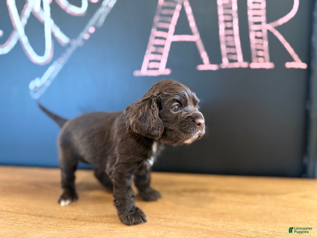 Cocker Spaniel dogs for sale: Aster - Ad 4
