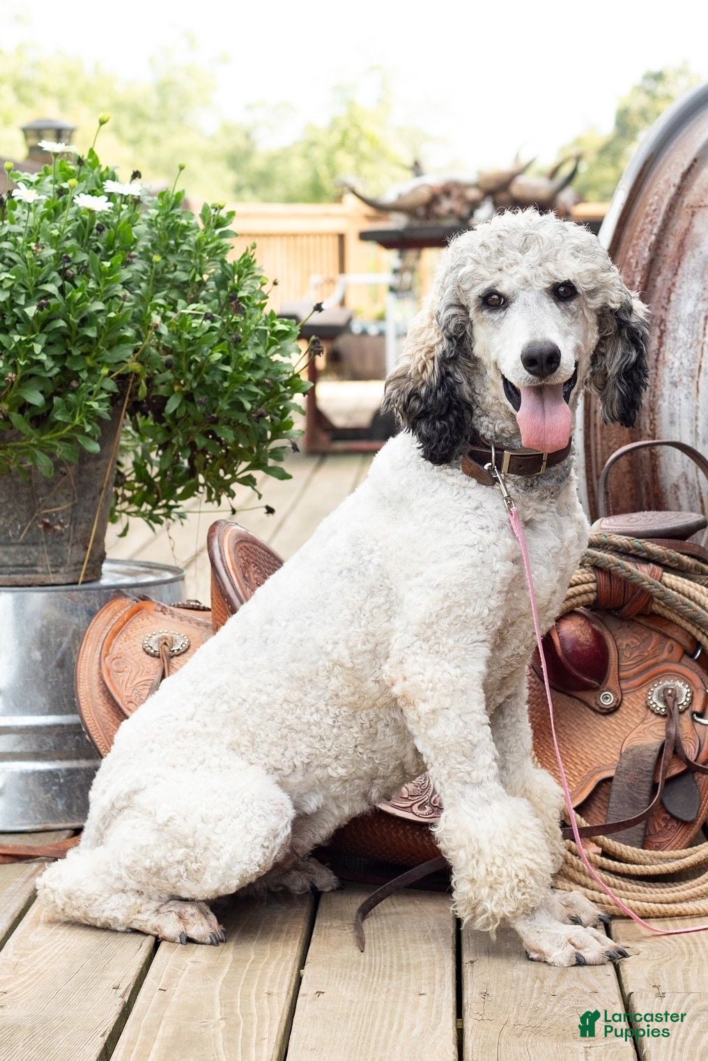 Mixed Breed dogs Ursula - Ad 2