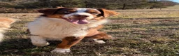 Australian Shepherd dogs for sale: Lemon - Ad 6