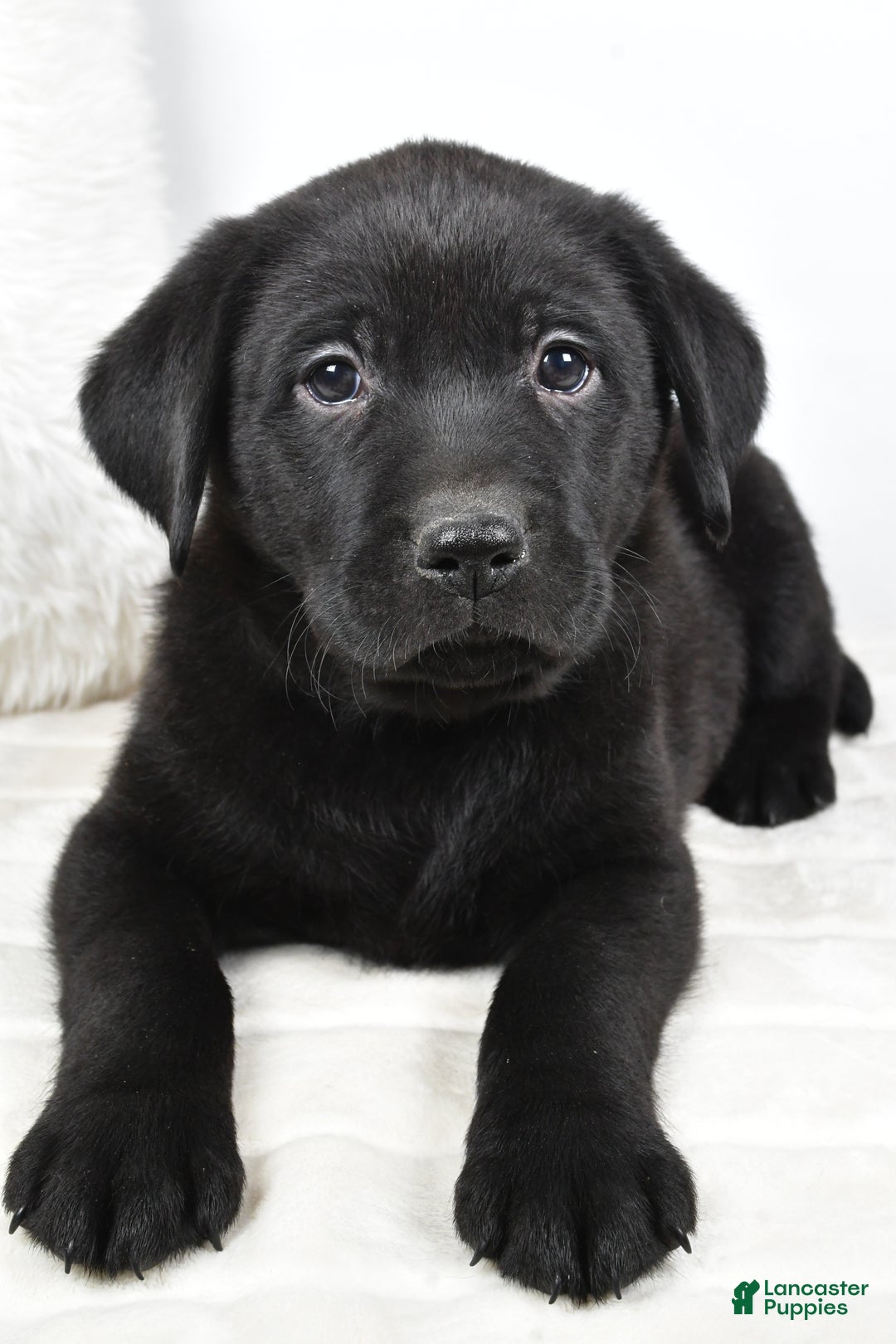 Labrador Retriever dogs for sale: Maverick - Ad 9