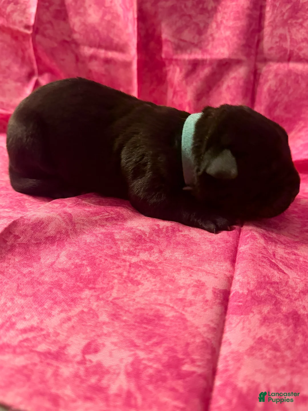 Cane Corso dogs for sale: Cane Corso Puppy 9 - Ad 2