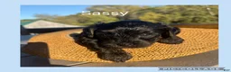 Mixed Breed dogs for sale:  2Sara - Ad 3